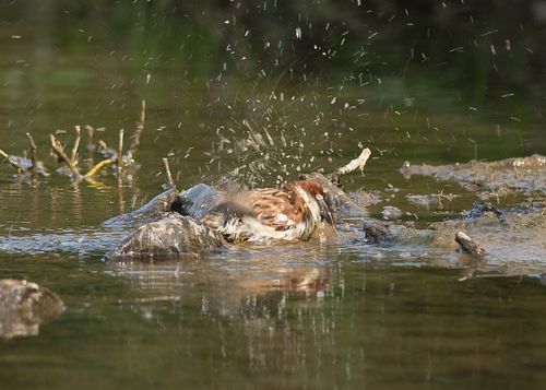 Bathing sparrow