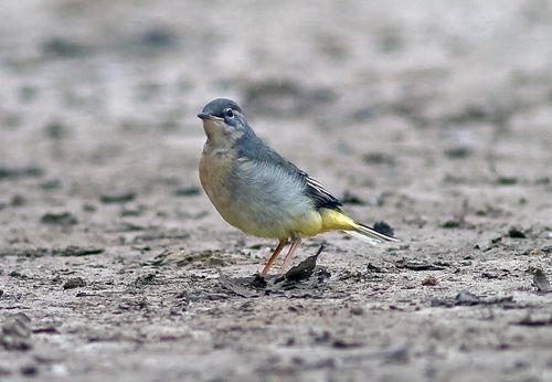 Grey Wagtail juvenile