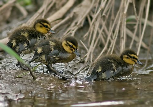 Ducklings