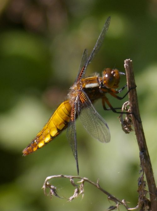 Broad bodied Chaser female