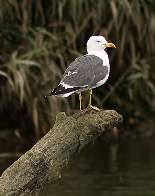 Lesser Black Backed Gull