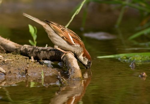Drinking Sparrow