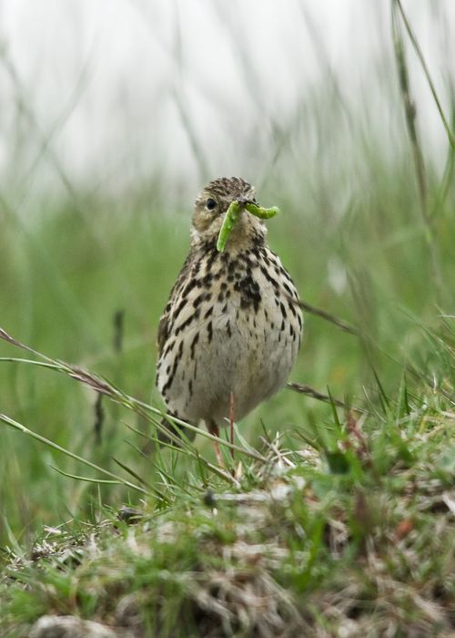Meadow Pipit a