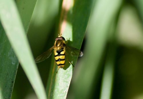 Alphinbrook Hoverfly