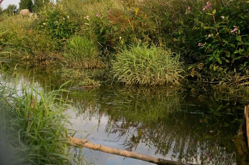 Kingfisher in the distance