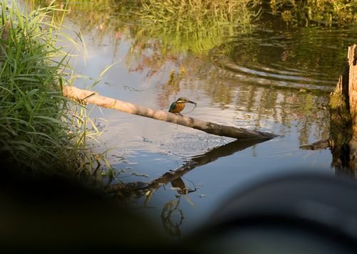 Perched after catching