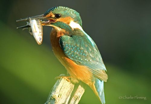 With a Giant Minnow a:b