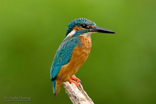 Kingfisher