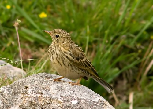 Meadow Pipit youngster.