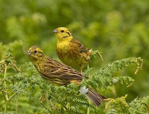 Yellowhammer pair