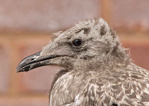 Baby Gull