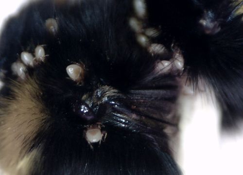 Parasitellus fucorum