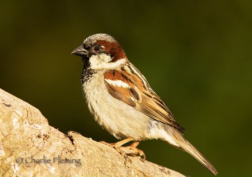 Sparrow 
