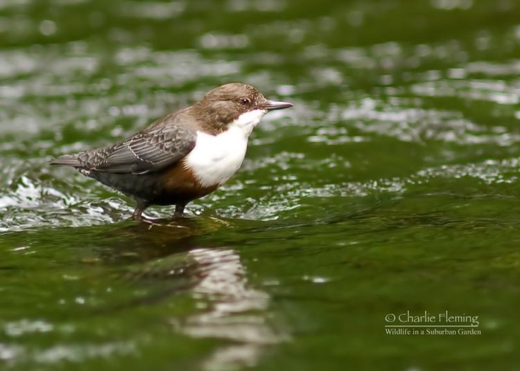 127715285-1.iFreXlu2