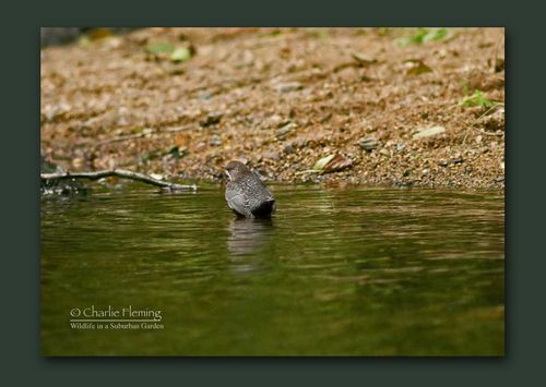 Distant Dipper