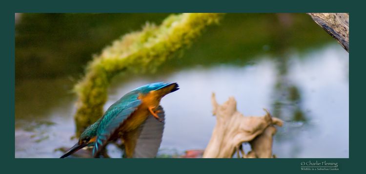 KF Dives 3 KF Dives 3