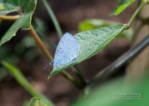 Holly Blue a