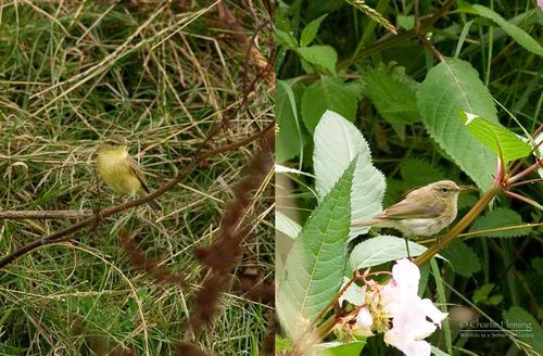 Two Warblers a