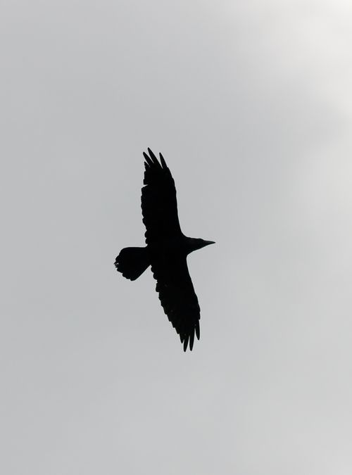 Raven