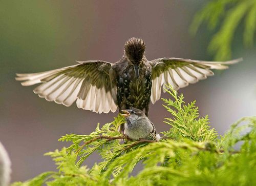 Starling predates sparow a