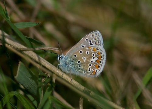 Common Blue - Polyommatus icarus