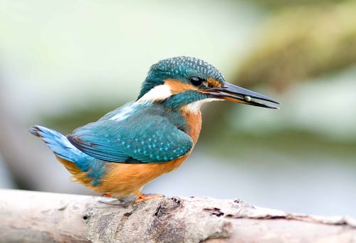 Carries best Photo a