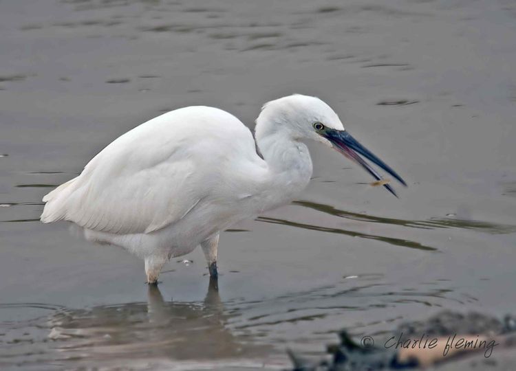 Egret with Shrimp a