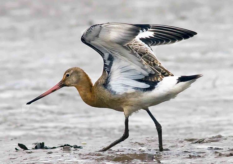 Black-tailed Godwit a Black-tailed Godwit a