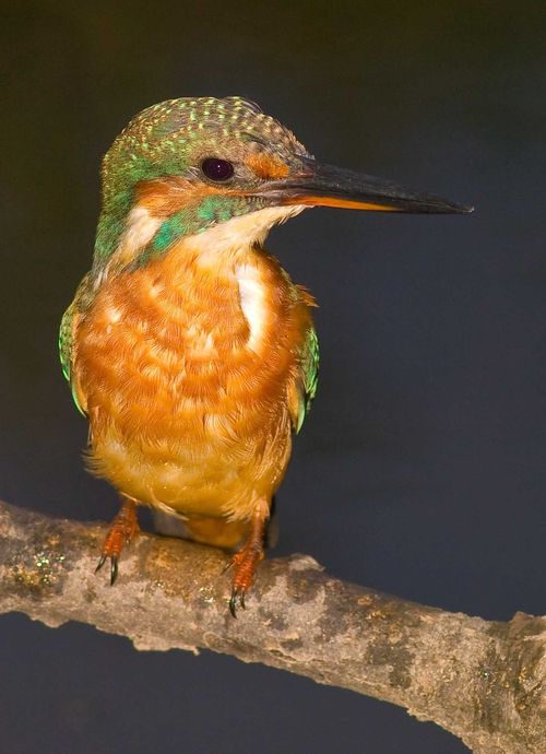 IMGP0323a:b IMGP0323a:b