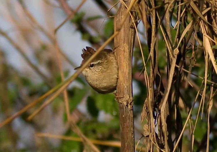 Wren a