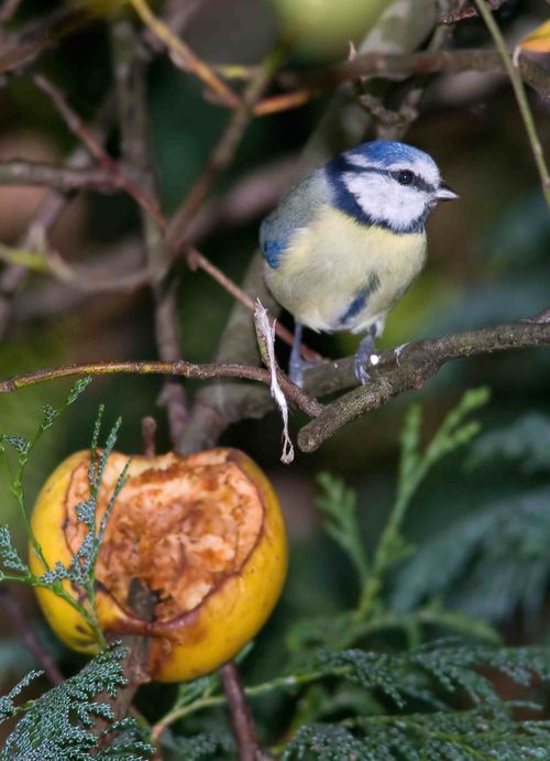 Blue Tit 