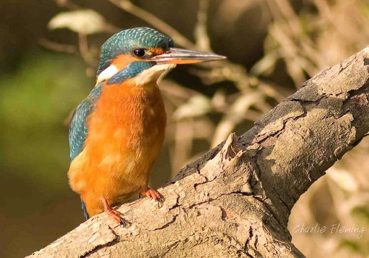 IMGP8382 copy a IMGP8382 copy a