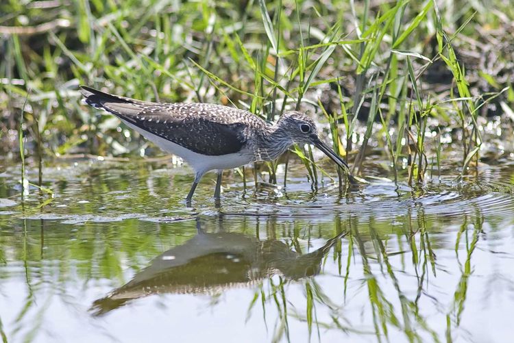 Solitary Sandpiper