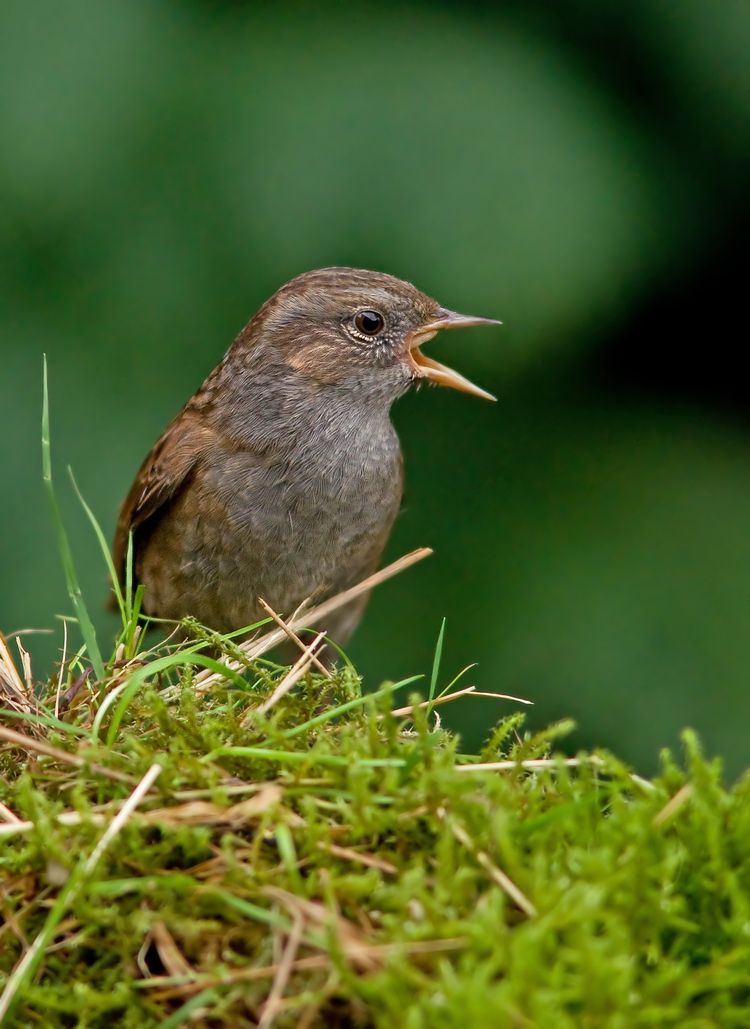 Dunnnock Beak opena