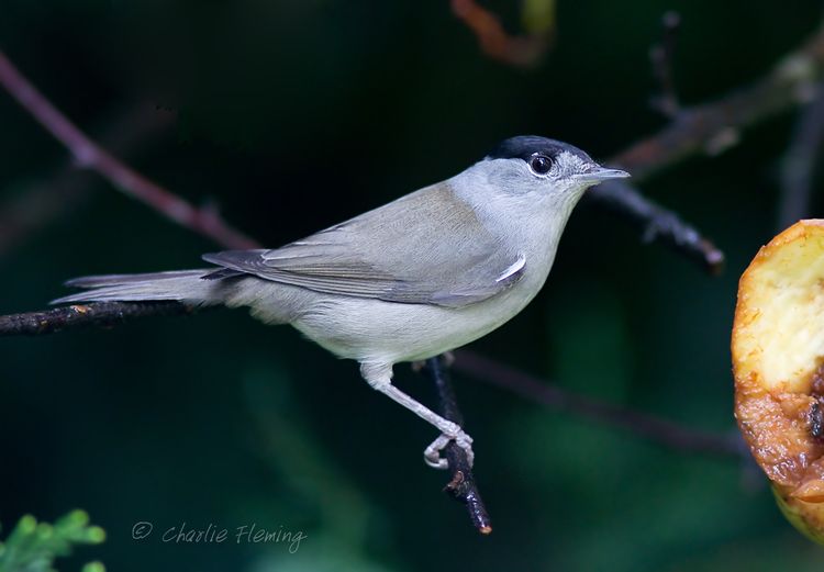 IMGP0167 copya IMGP0167 copya