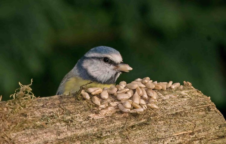 Blue Tit a