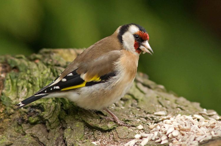 Goldfinch