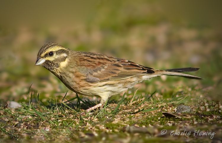 Cirl Bunting
