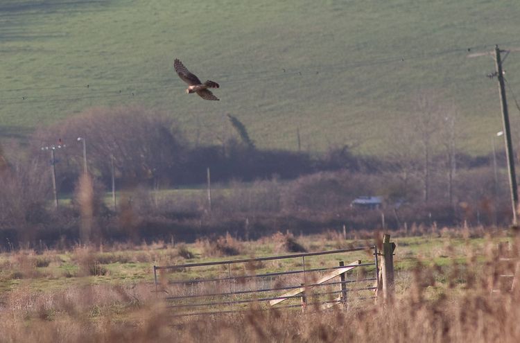 Hen Harrier a
