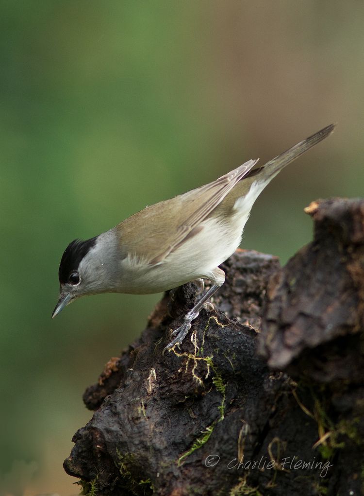 Blackcap 3a