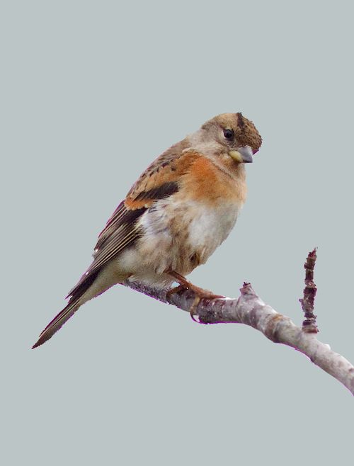 Brambling