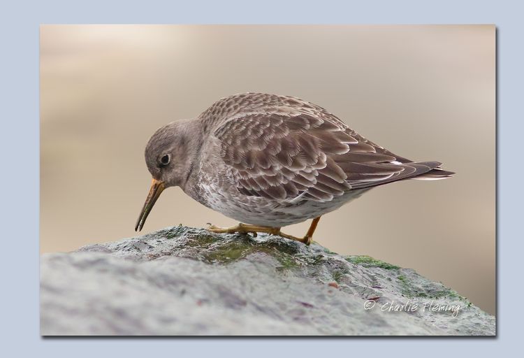 Purple Sand framedjpg