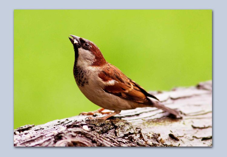 House sapattow House sapattow