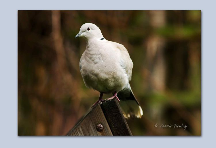 Collared Dove 