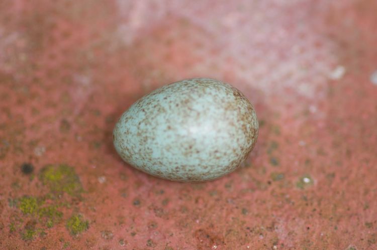 Egg