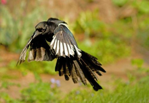 Magpie a