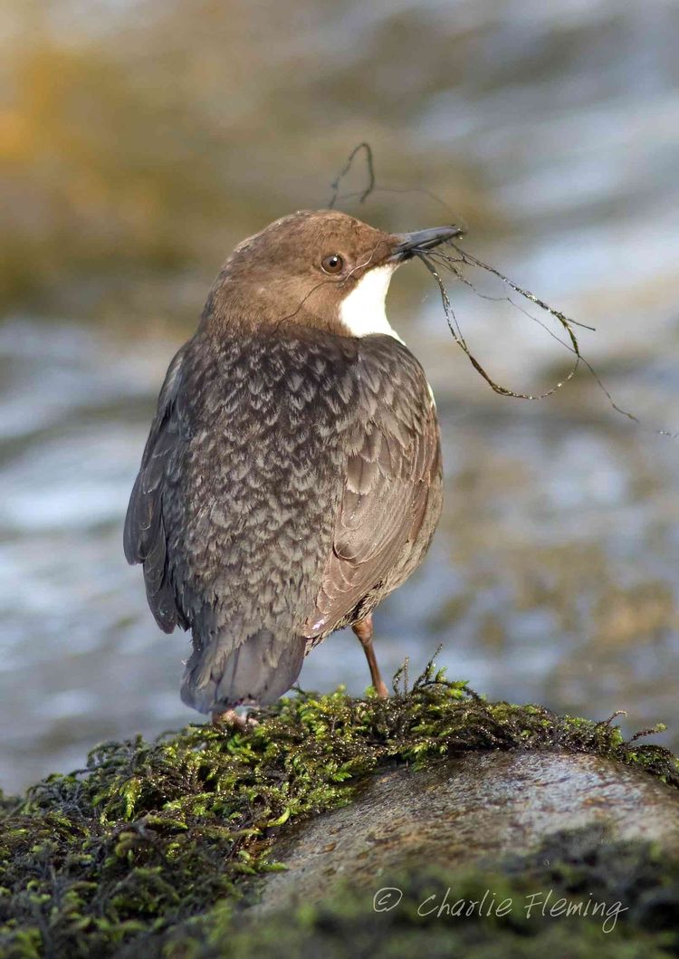 Dipper - Cinclus cinclus (a)