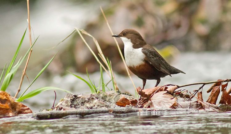 Dipper on the fall (a) Dipper on the fall (a)