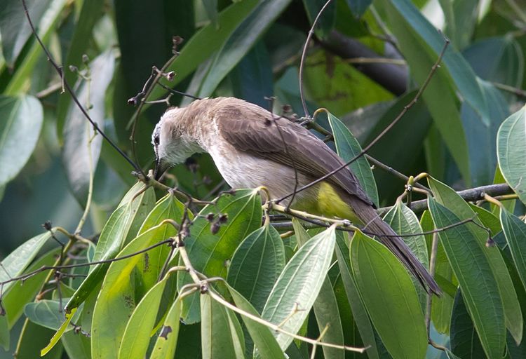 Yellow Vented Bulbul