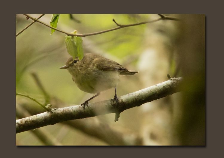 Chiffchaff Chiffchaff